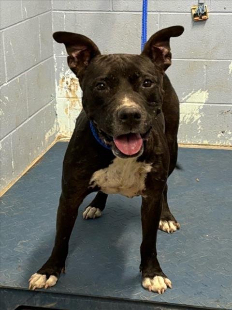 PRINCESS - Staffordshire Bull Terrier available for adoption