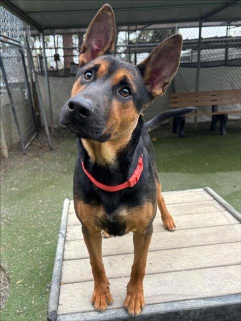 BEAR - German Shepherd Dog available for adoption