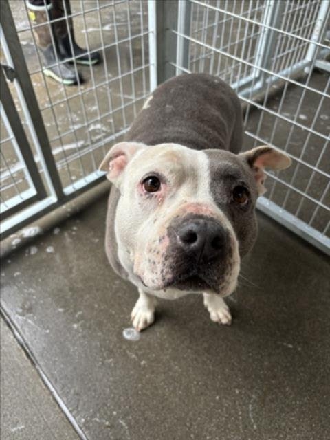 CHULA - Pit Bull Terrier available for adoption