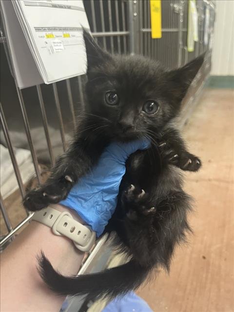 RED - Domestic Short Hair available for adoption