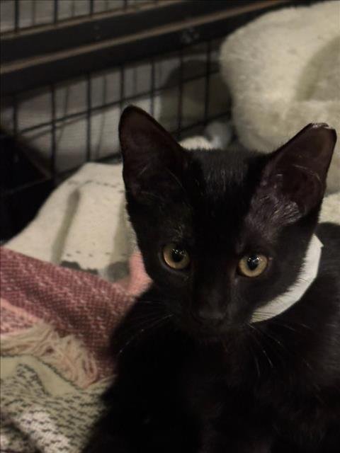 *ELISE - Domestic Short Hair available for adoption