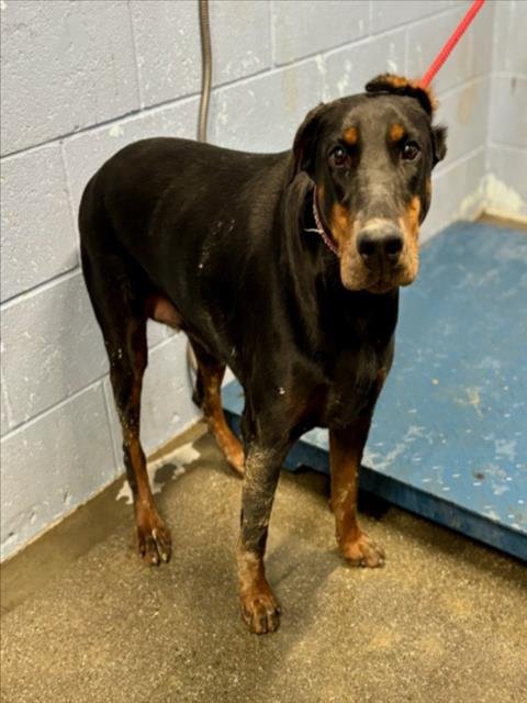 LUCY - Doberman Pinscher available for adoption