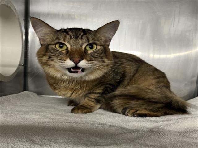 *MAGGIE - Domestic Short Hair available for adoption