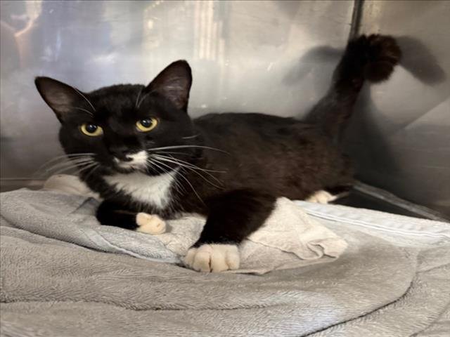 *SOX - Domestic Short Hair available for adoption