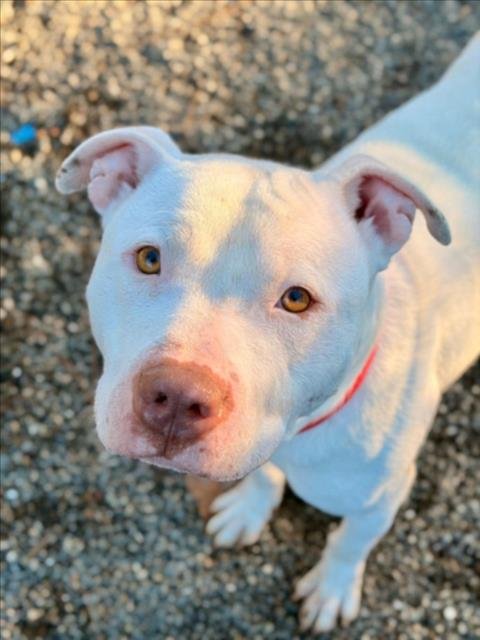 *SOLSTICE - Pit Bull Terrier available for adoption