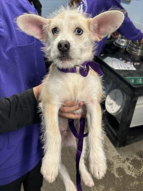 *BANJO - Chihuahua available for adoption