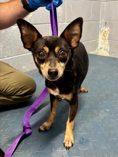 CAPTAIN - Chihuahua available for adoption