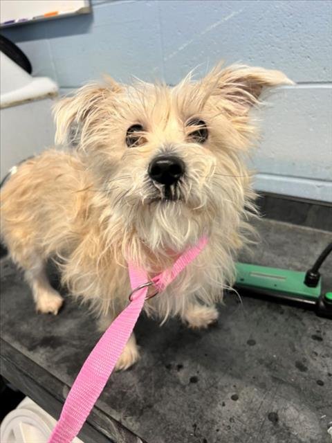 *DENALI - Terrier available for adoption