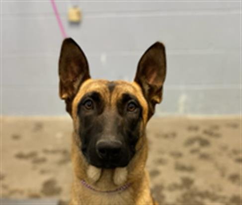 LUNA - Belgian Shepherd Malinois available for adoption