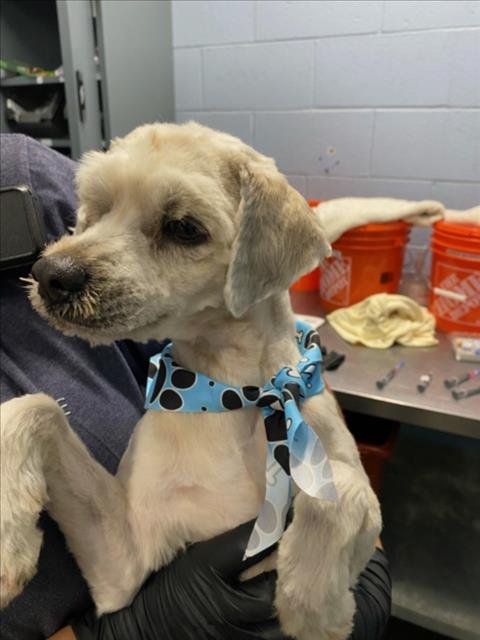 *CRATER - Maltese available for adoption