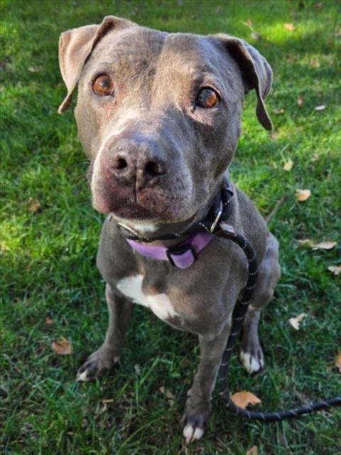 EEVEE - Pit Bull Terrier available for adoption