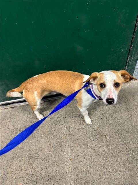 *VAN HALEN - Chihuahua available for adoption