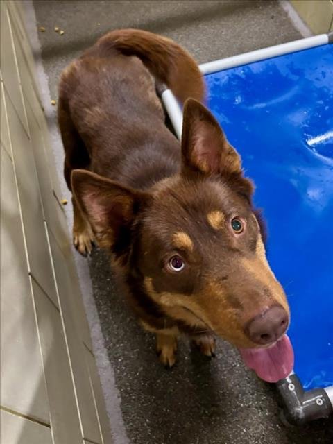 *STAPLER - Australian Kelpie / Siberian Husky available for adoption