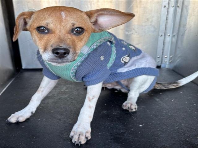 TANNER - Chihuahua available for adoption