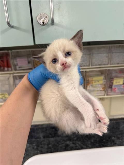 *GRUFF - Snowshoe / Siamese available for adoption