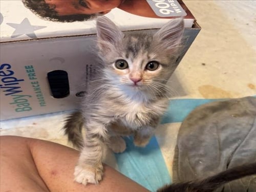 *WHITNEY - Domestic Short Hair available for adoption
