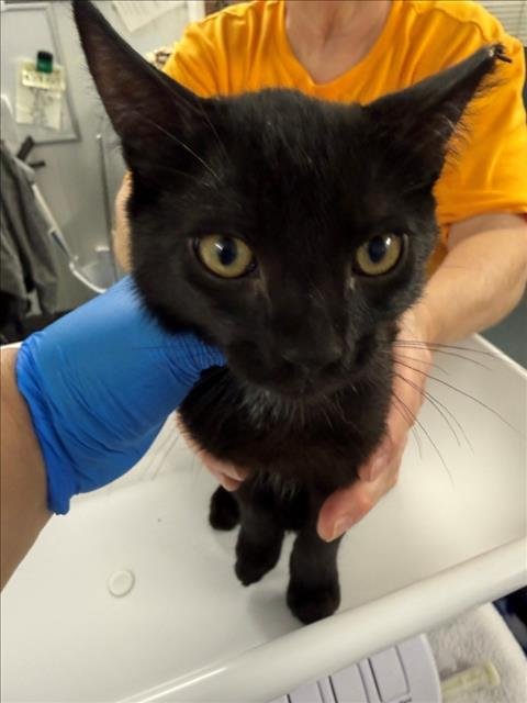 CHARLIE - Domestic Short Hair available for adoption