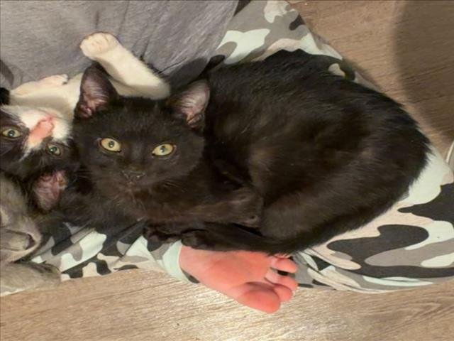 *EEK - Domestic Short Hair available for adoption