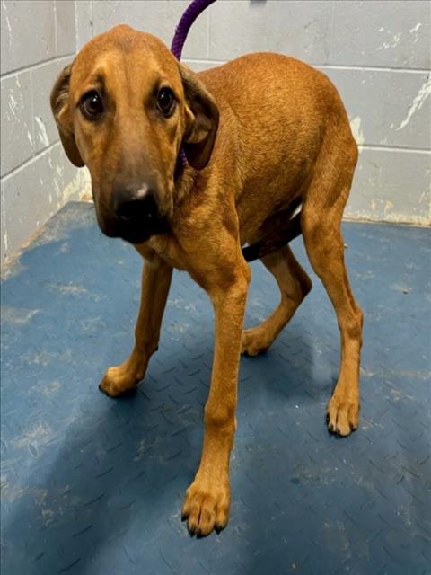 *ROSEMARY - Labrador Retriever available for adoption