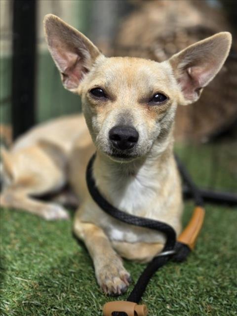 *CHEVY - Chihuahua available for adoption