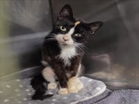 *PURRSILA - Photo 1