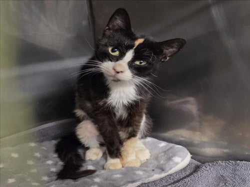 *PURRSILA - Domestic Short Hair available for adoption