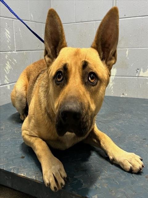*EVEREST - German Shepherd Dog available for adoption