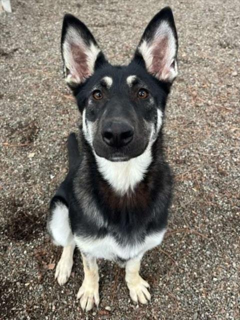 GLORY - German Shepherd Dog available for adoption