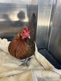 *BITSY - Chicken available for adoption