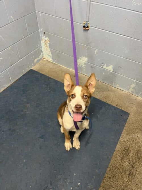 *PEEPS - Australian Kelpie / Siberian Husky available for adoption