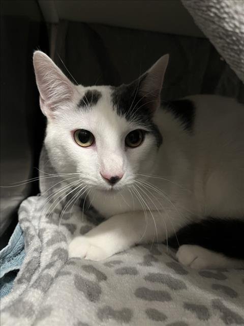 LUCIUS - Domestic Short Hair available for adoption