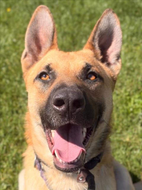 *TAMBOURINE - German Shepherd Dog available for adoption