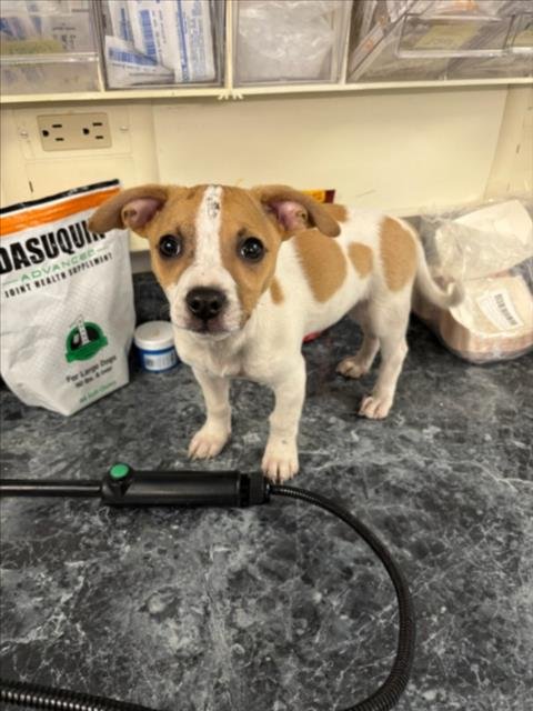 *BUGLE - Terrier available for adoption