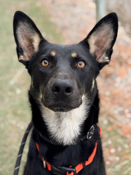 *CLOVER - Australian Kelpie available for adoption