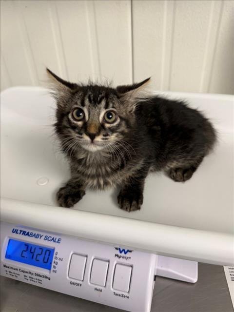 *HAZEL - Domestic Medium Hair available for adoption