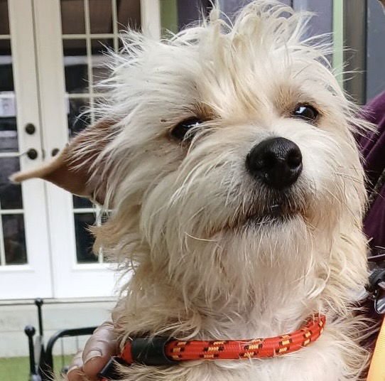 *COSMOS - Terrier available for adoption