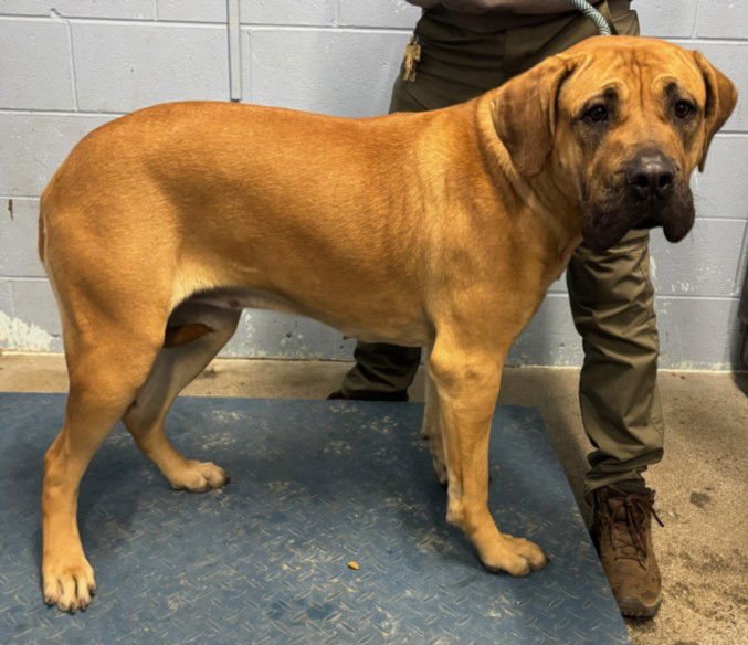 *BAMBI - Mastiff available for adoption