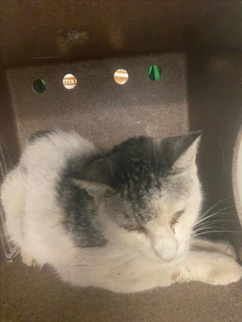 KITTY - Domestic Short Hair available for adoption