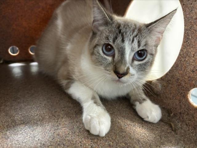 *KORRA - Siamese available for adoption