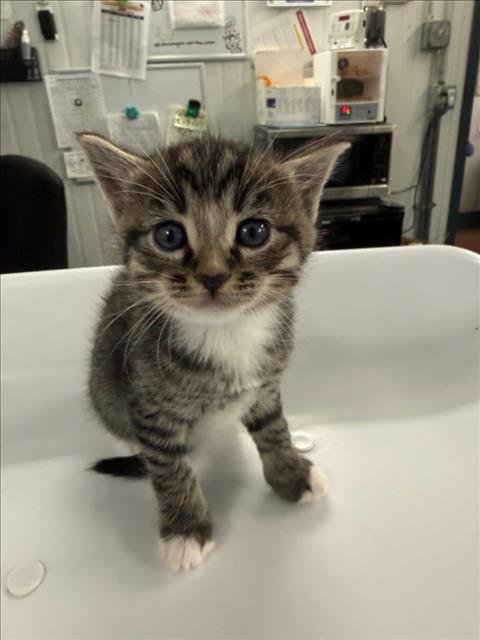 *YELLOW - Domestic Short Hair available for adoption