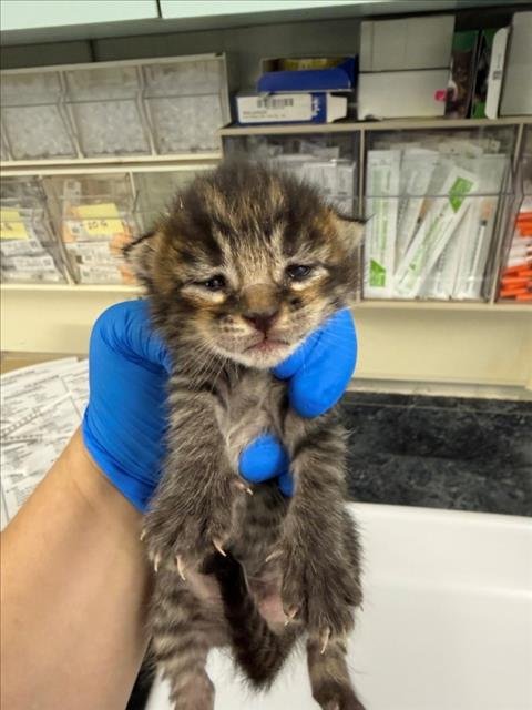 *BATMAN - Domestic Short Hair available for adoption