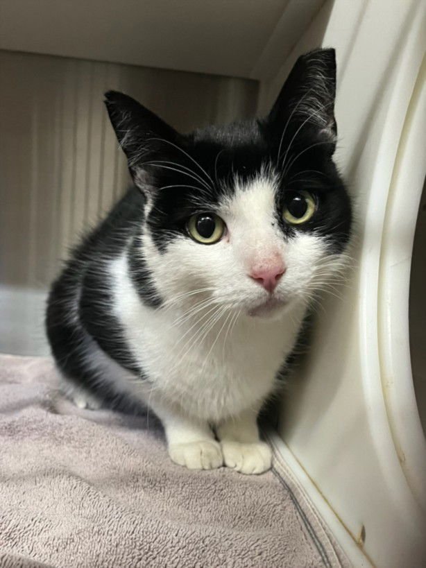 *MICK - Domestic Short Hair available for adoption