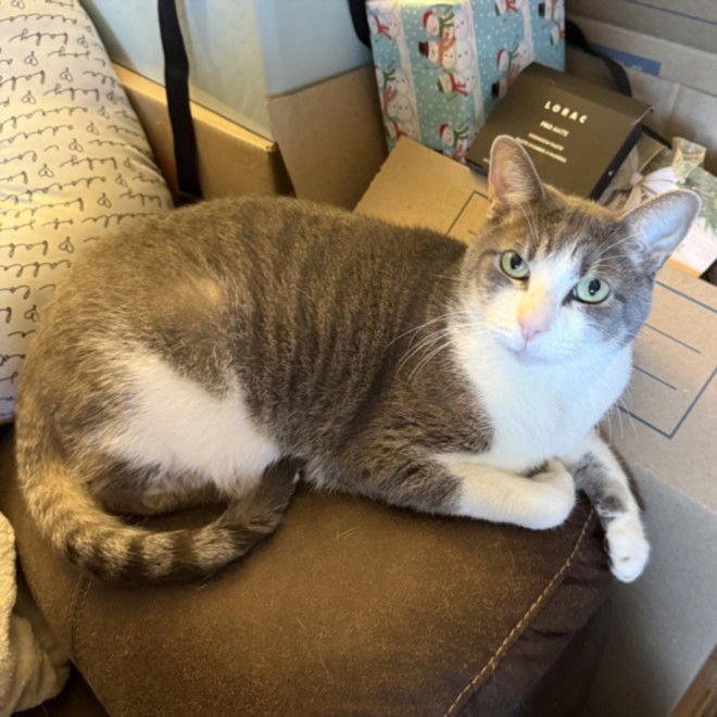 TOBY - Domestic Short Hair available for adoption