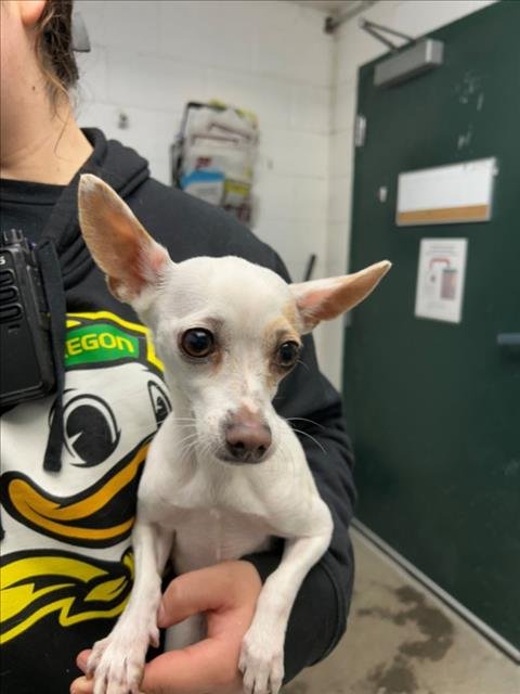 *LADYBUG - Chihuahua available for adoption