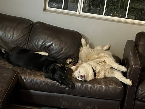 VEGAS AND SAFARI - German Shepherd Dog / Siberian Husky available for adoption