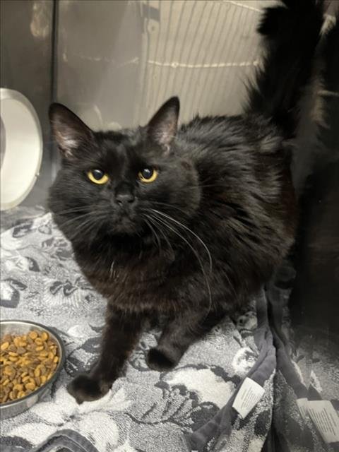 KATHLEEN - Domestic Long Hair available for adoption