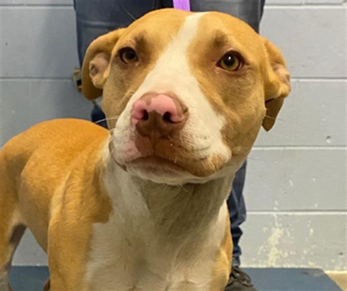 *LASSEN - Pit Bull Terrier available for adoption