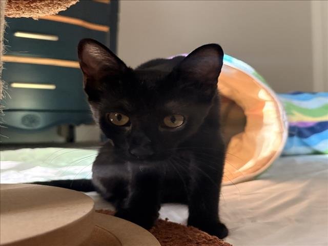*LUCY Image
