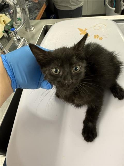 LUCY - Domestic Short Hair available for adoption