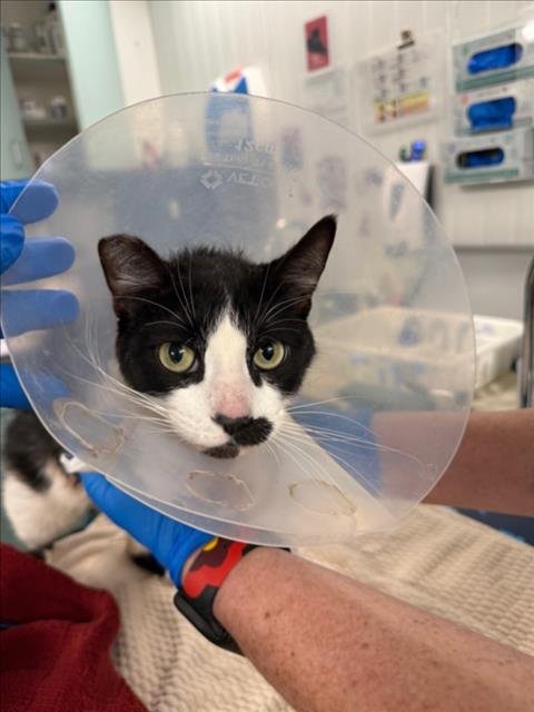 *CHARM - Domestic Long Hair available for adoption